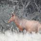 Red Hartebeest