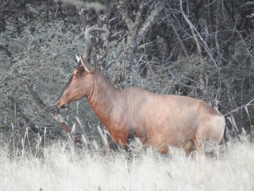 Red Hartebeest