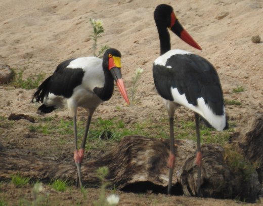 Saddle-back Stork