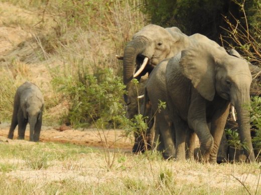 2nd Group of Elephants