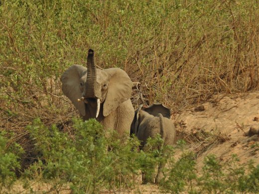 2nd Group of Elephants