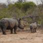 Rhino+Calf