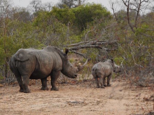 Rhino+Calf