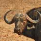Two Bull Buffalo