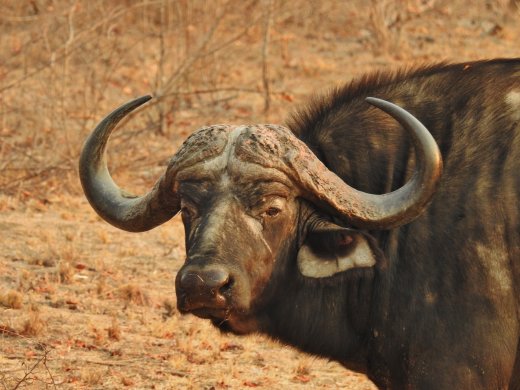 Two Bull Buffalo