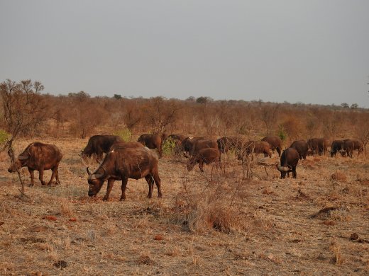 Sitting in Buffalo Herd