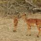 Nyala+Calf