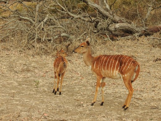 Nyala+Calf