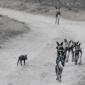 Wild Dogs
