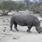 Rhino