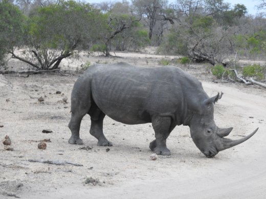 Rhino