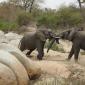 Dueling Teenage Elephants