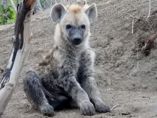 Hyena Cubs