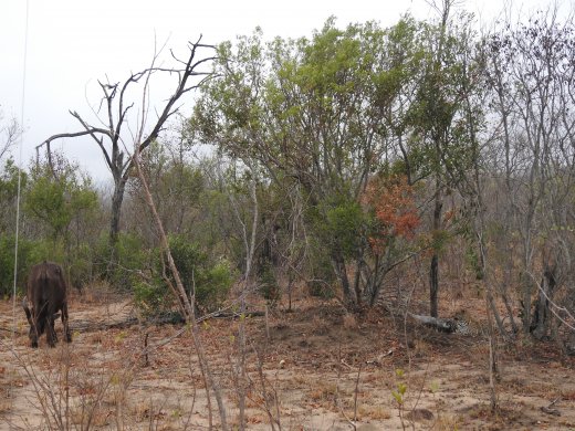 Leopard Hiding by Lone Buffalo