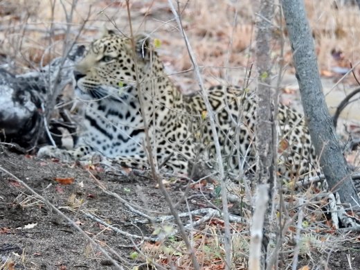 Leopard Hiding by Lone Buffalo