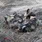 Wild Dogs