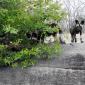  Wild Dogs