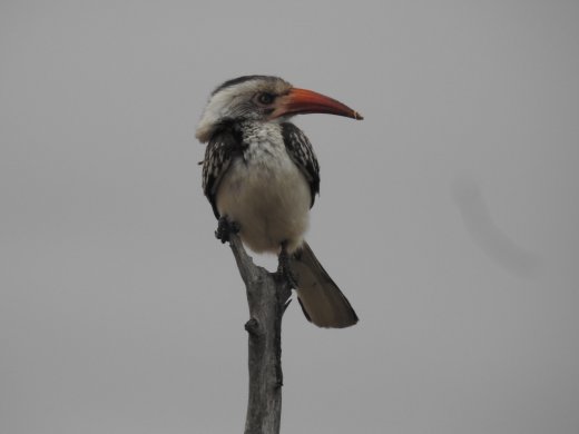 Red-Billed Horn Bill
