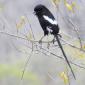 Magpie Shrike