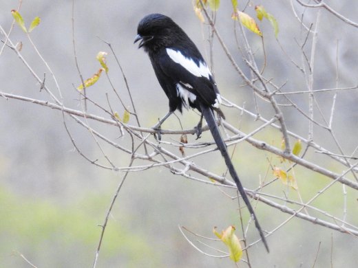 Magpie Shrike