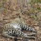 Female Leopard
