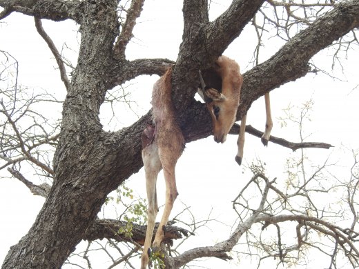  Female Leopard+Impala Kill in Tree