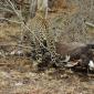 Male Leopard+Nyala Kill at Camp