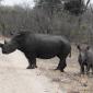 Rhino+Calf