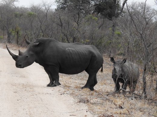Rhino+Calf