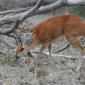  Steenbok