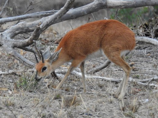  Steenbok