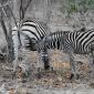 Zebra+Nursing Calf