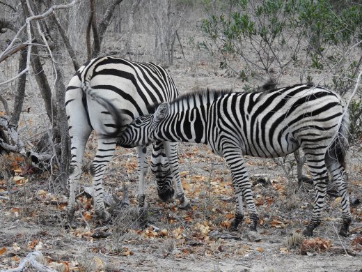 Zebra+Nursing Calf