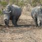 Two Rhino
