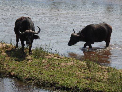 Buffalo crossing Lower Sabie