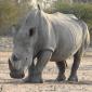 Rhino