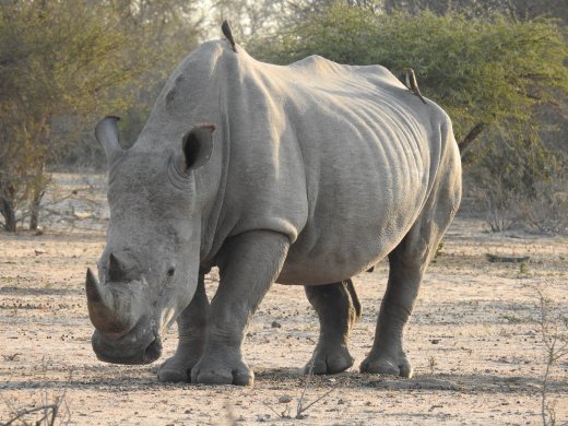 Rhino