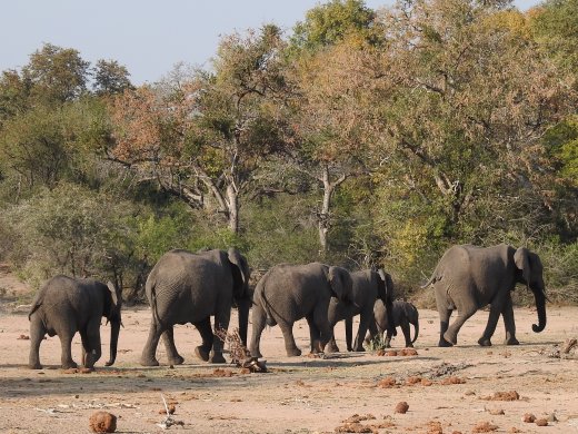 Group of Elephants with Baby