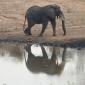 Elephant Reflection