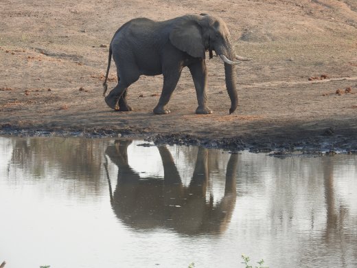 Elephant Reflection