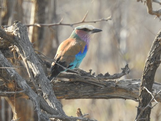 Lilac Breasted Roller