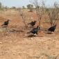 Ground Southern Hornbill