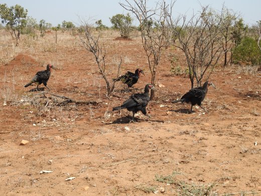 Ground Southern Hornbill