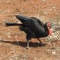 Ground Southern Hornbill