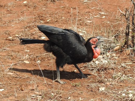 Ground Southern Hornbill