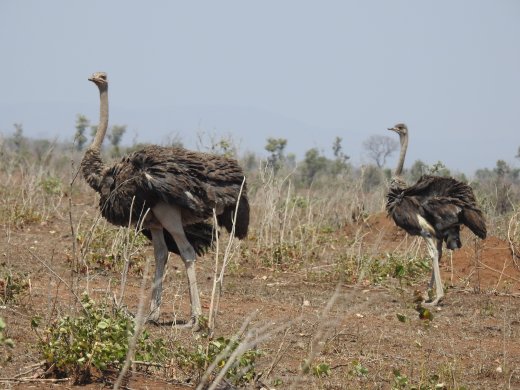 Female Ostrich