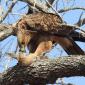 Tawny Eagle with Kill