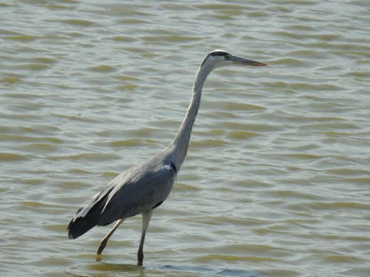 Grey Heron