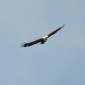 Fish Eagle