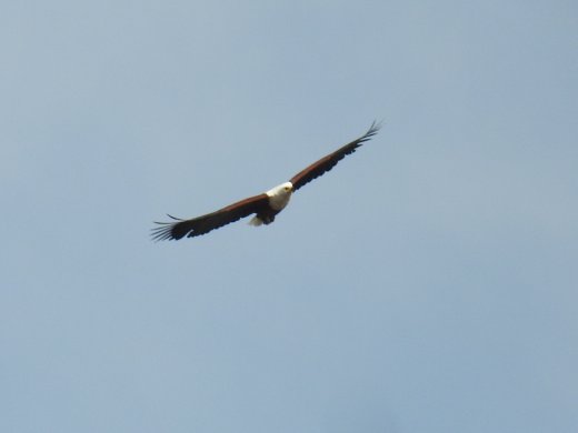 Fish Eagle